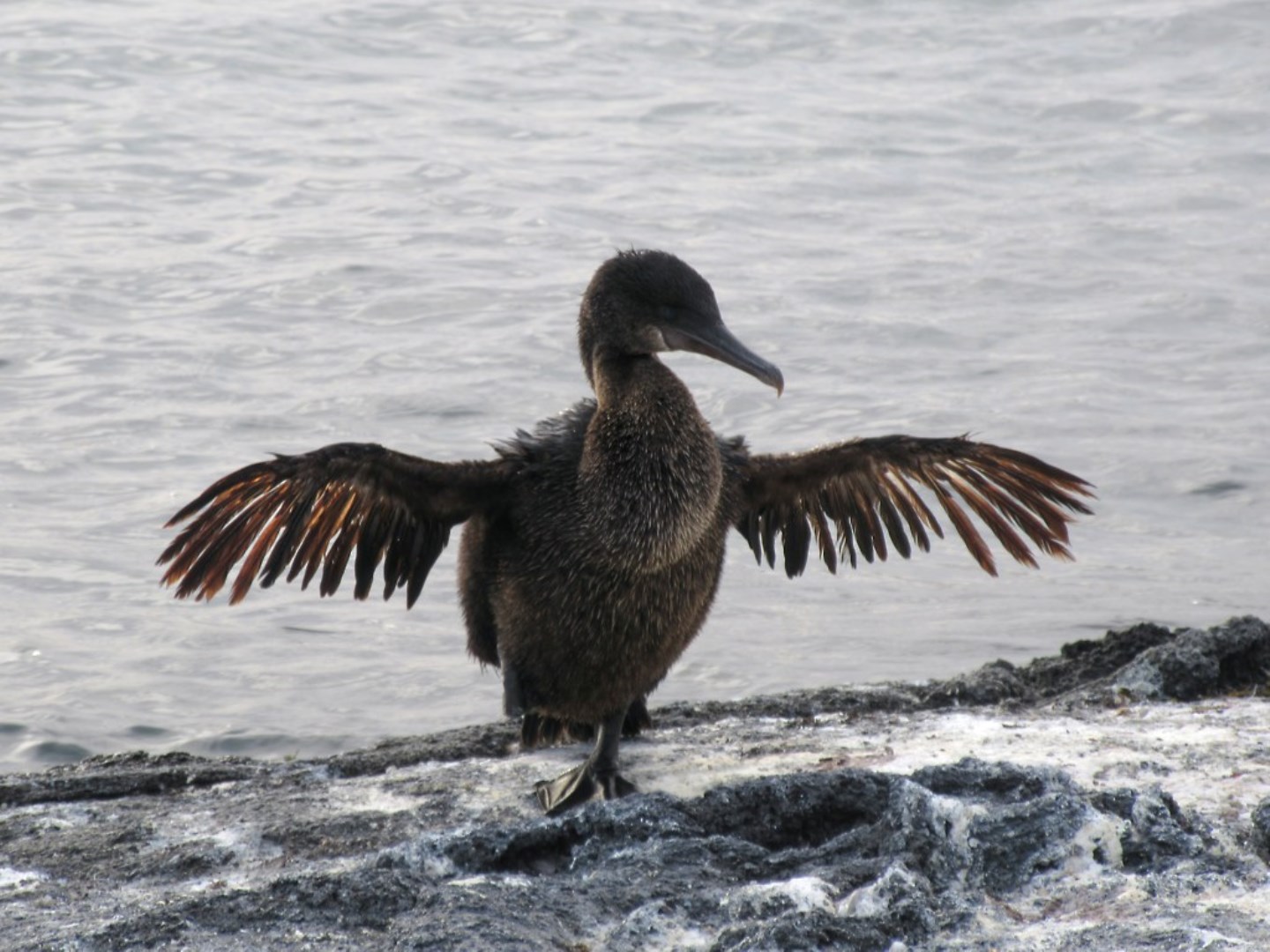 Galapagos flightless cormorant - Photo Credit: Photo by David Stanley from Wikimedia