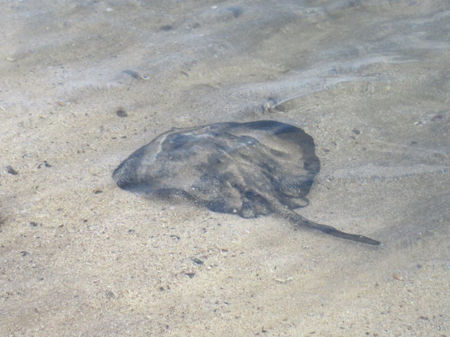 Photo Credit: Photo by David Stanley on Wikimedia