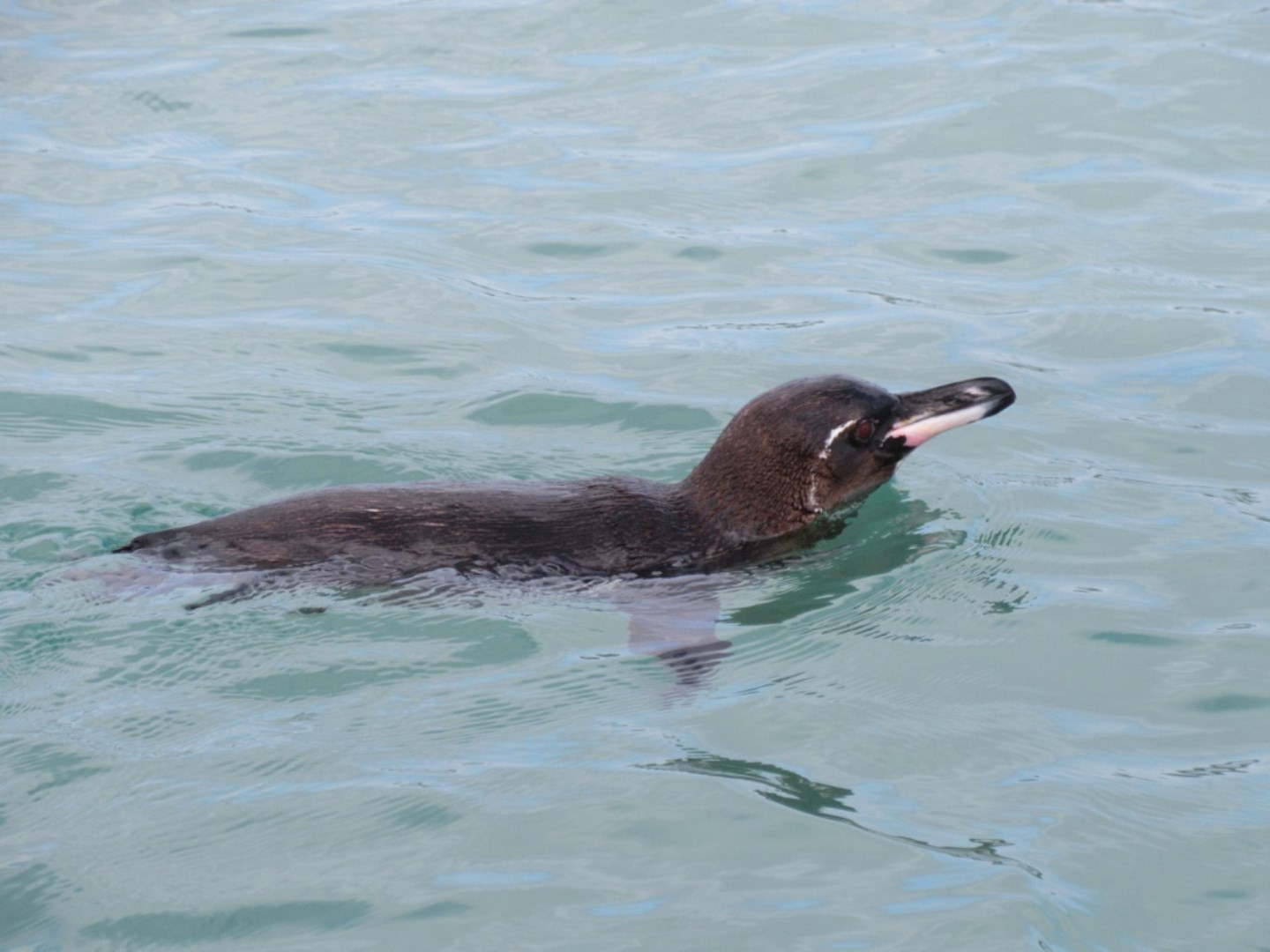  Photo Credit: Photo by David Stanley from Wikimedia