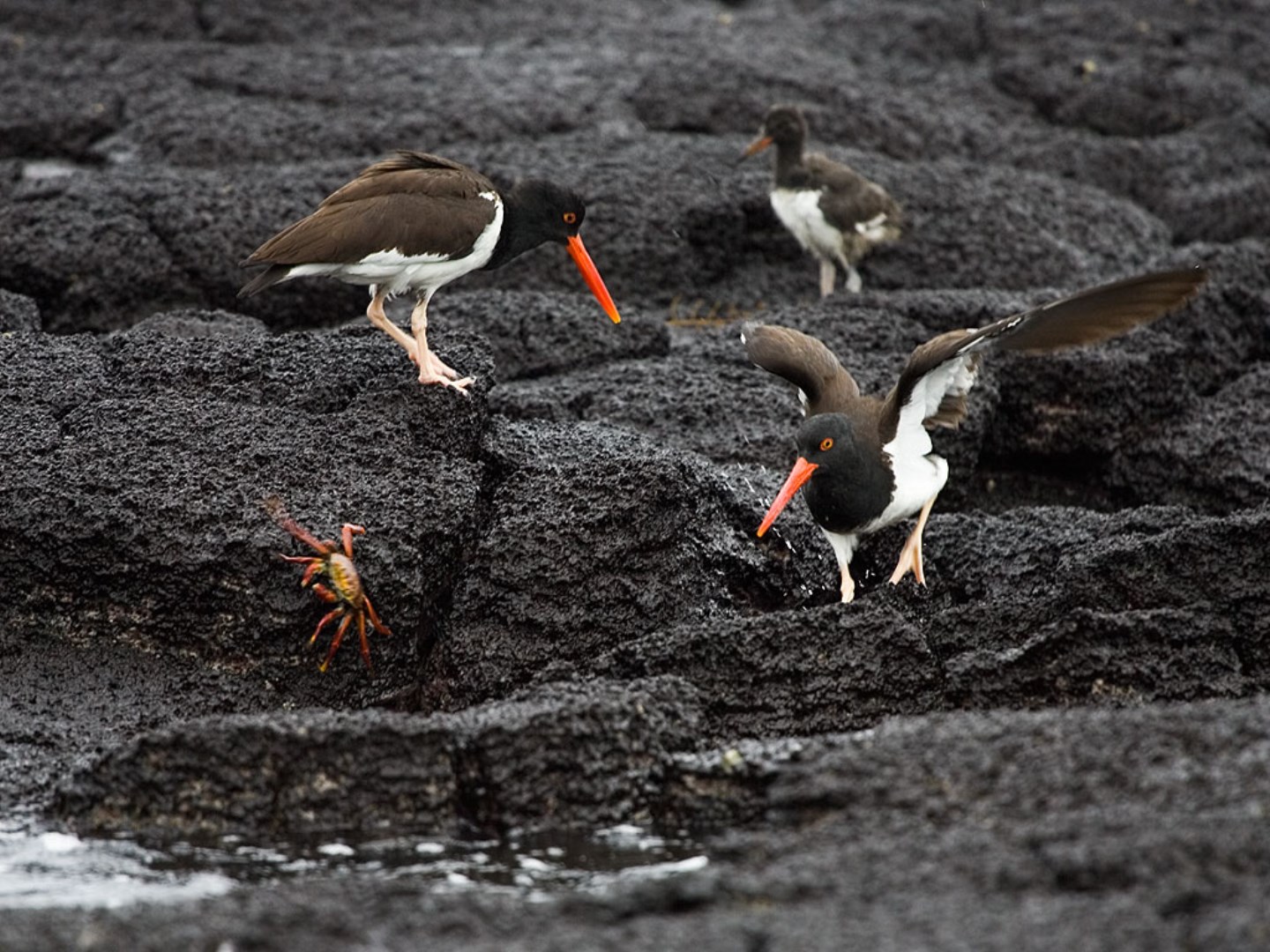 Galapagos Oystercatchers chasing crabs - Photo Credit: Photo by Thomas O'Neil, Tgo2002 at English Wikipedia from Wikimedia