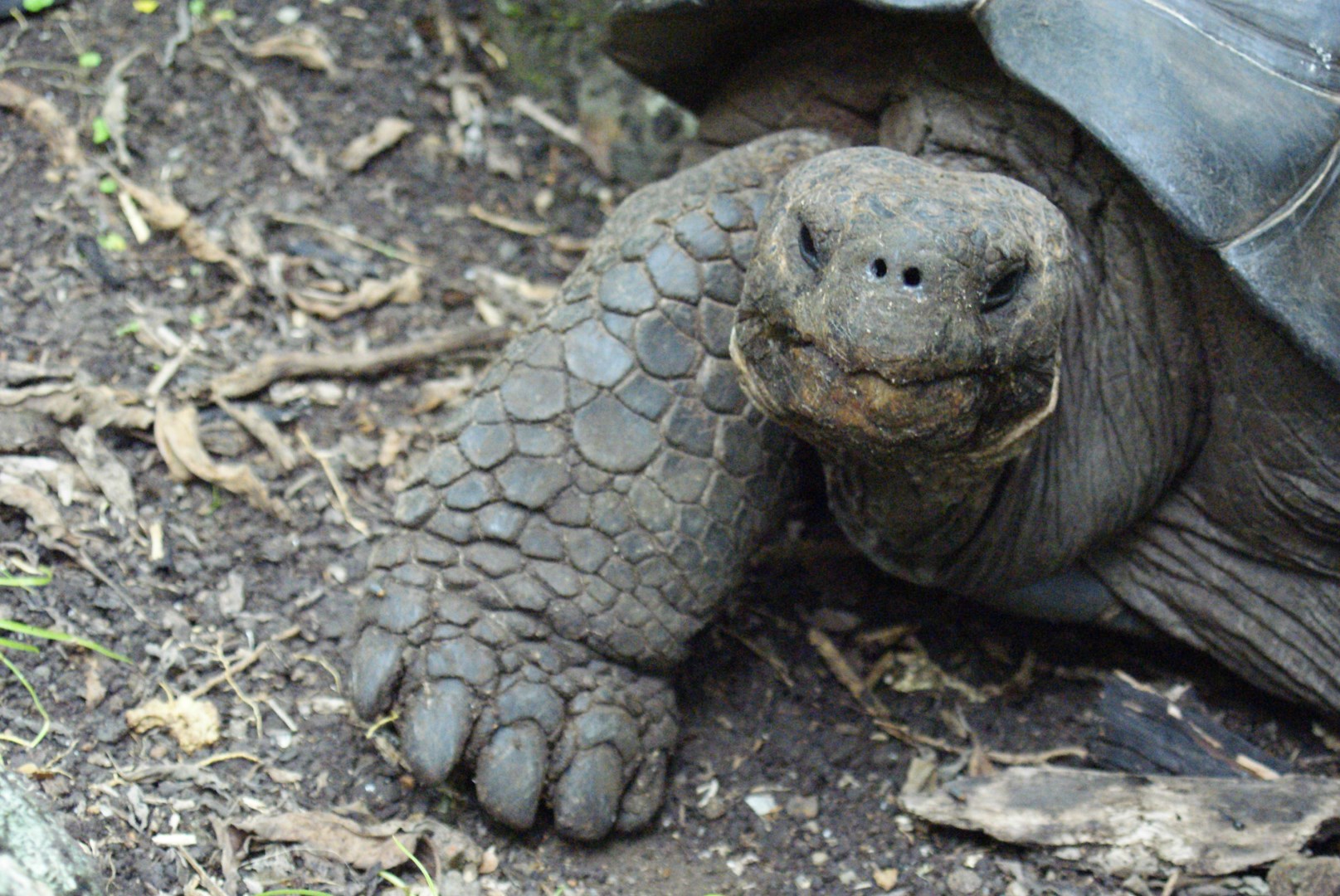 Galapagos tortoise - Photo Credit: Photo by Dallas Krentzel Wikimedia