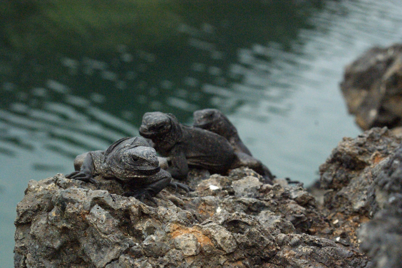  Photo Credit: Photo by Dallas Krentzel from Wikimedia
