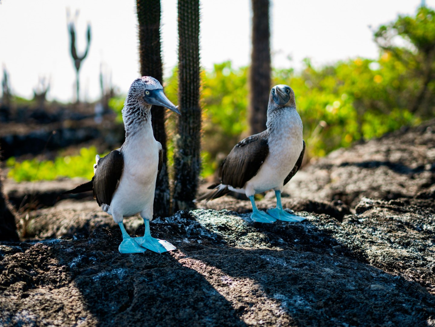 Blue Footed Boobies - Photo Credit: Photo by Bjarn Bronsveld on Unsplash