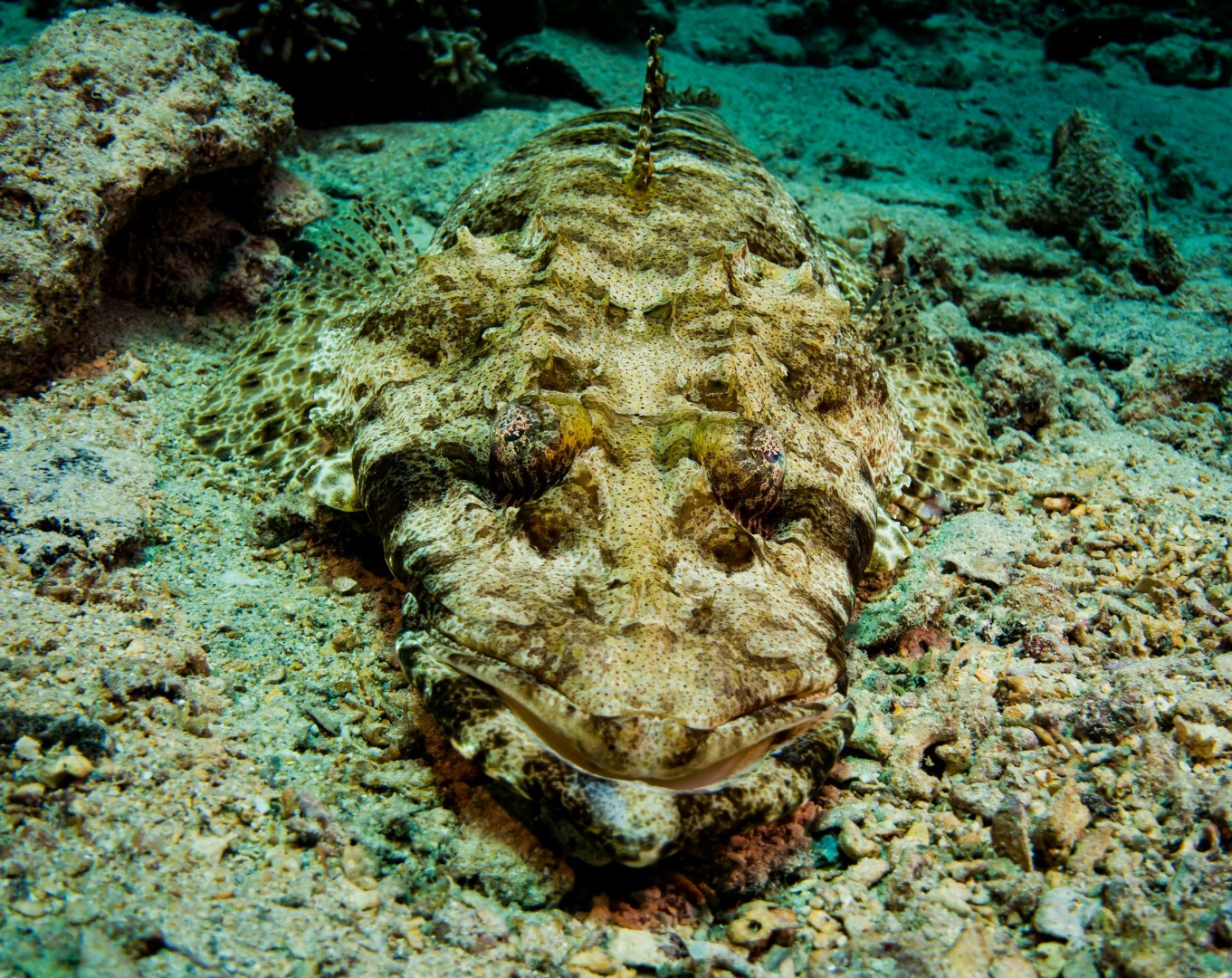 Crocodile fish - Photo Credit: Photo by geoff trodd on Unsplash