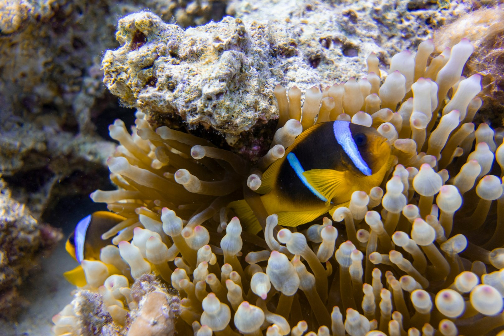  Photo Credit: Photo by OLIVER SCHWANEBERG on Unspla