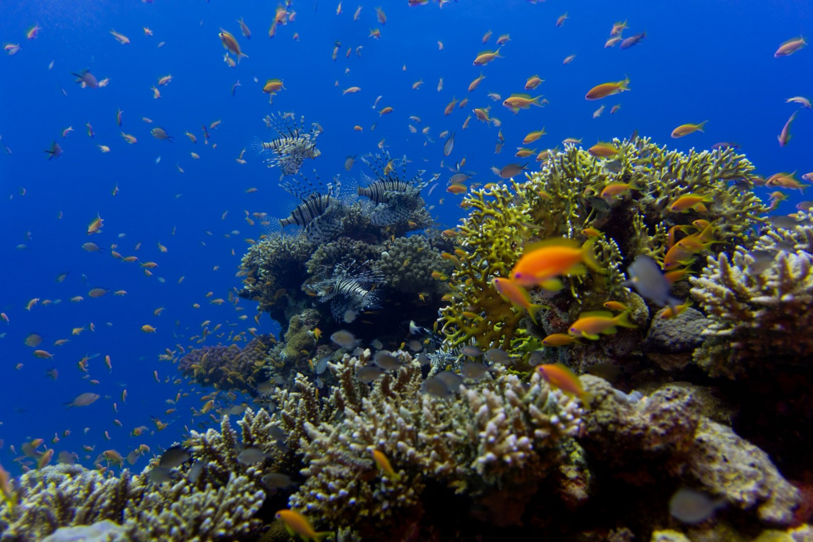  Photo Credit: Photo by OLIVER SCHWANEBERG on Unsplash