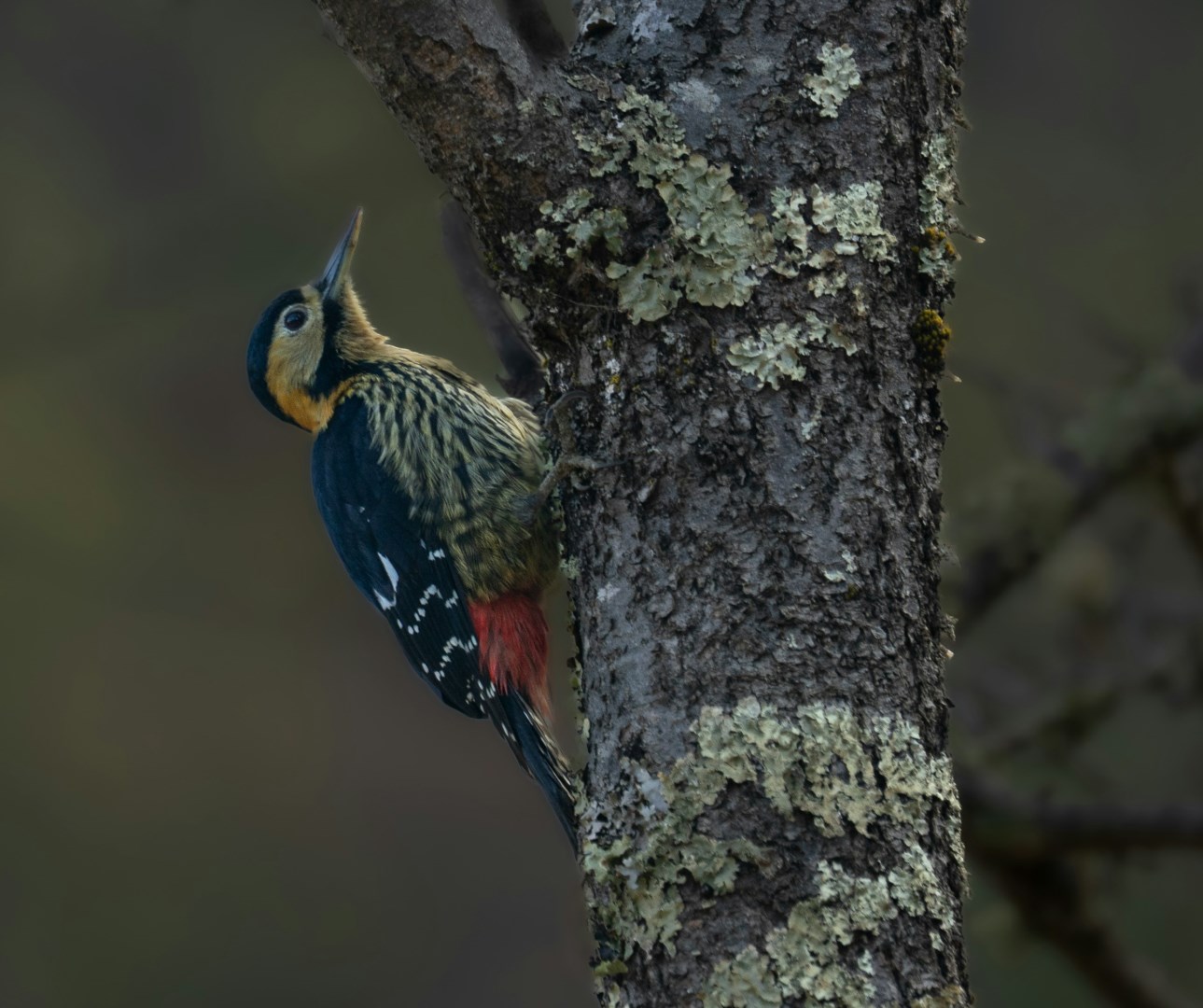 Darjeeling woodpecker - Photo Credit: Photo by PENDEN Wangchuk on Unsplash