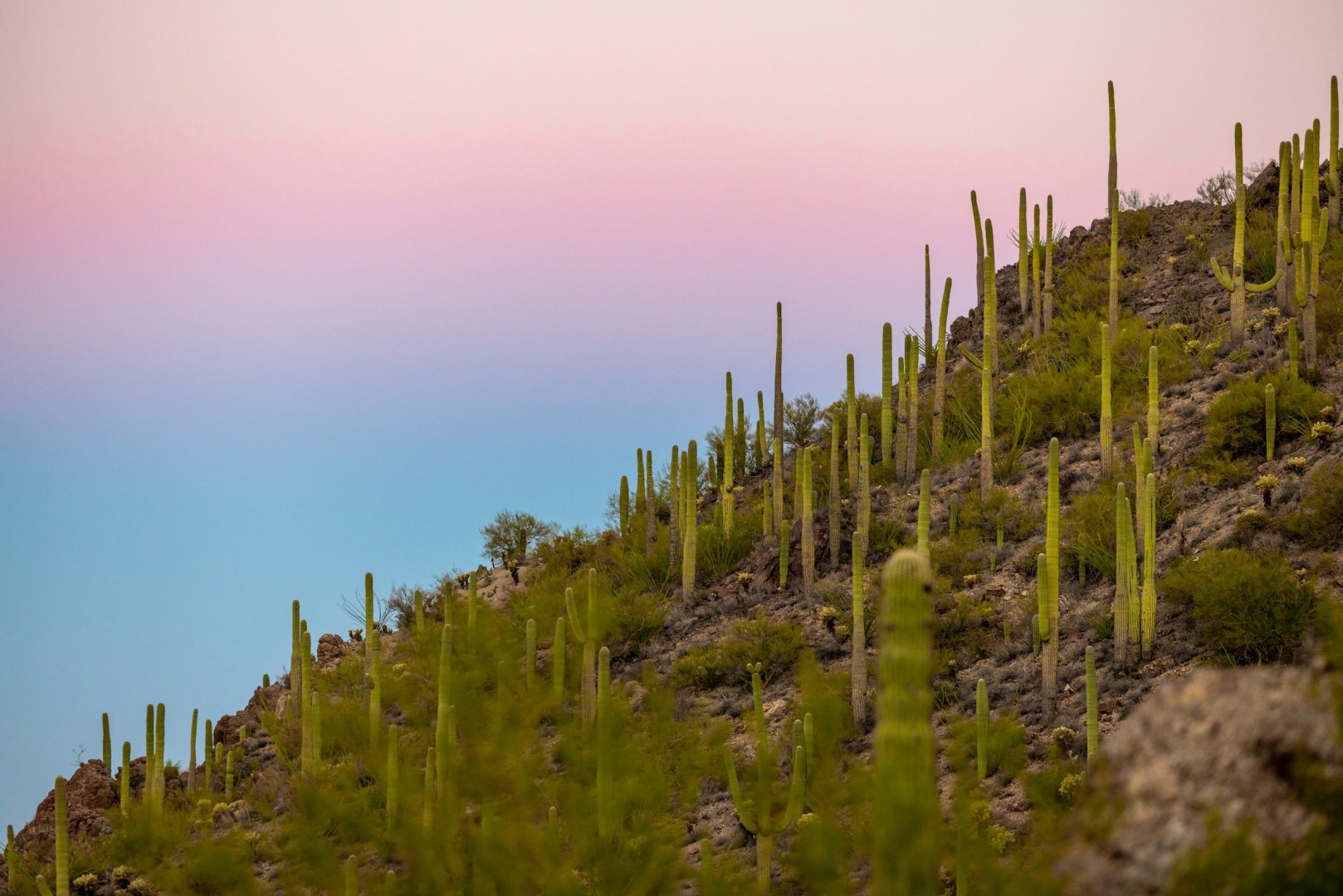  Photo Credit: Photo by Royce Fonseca on Unsplash