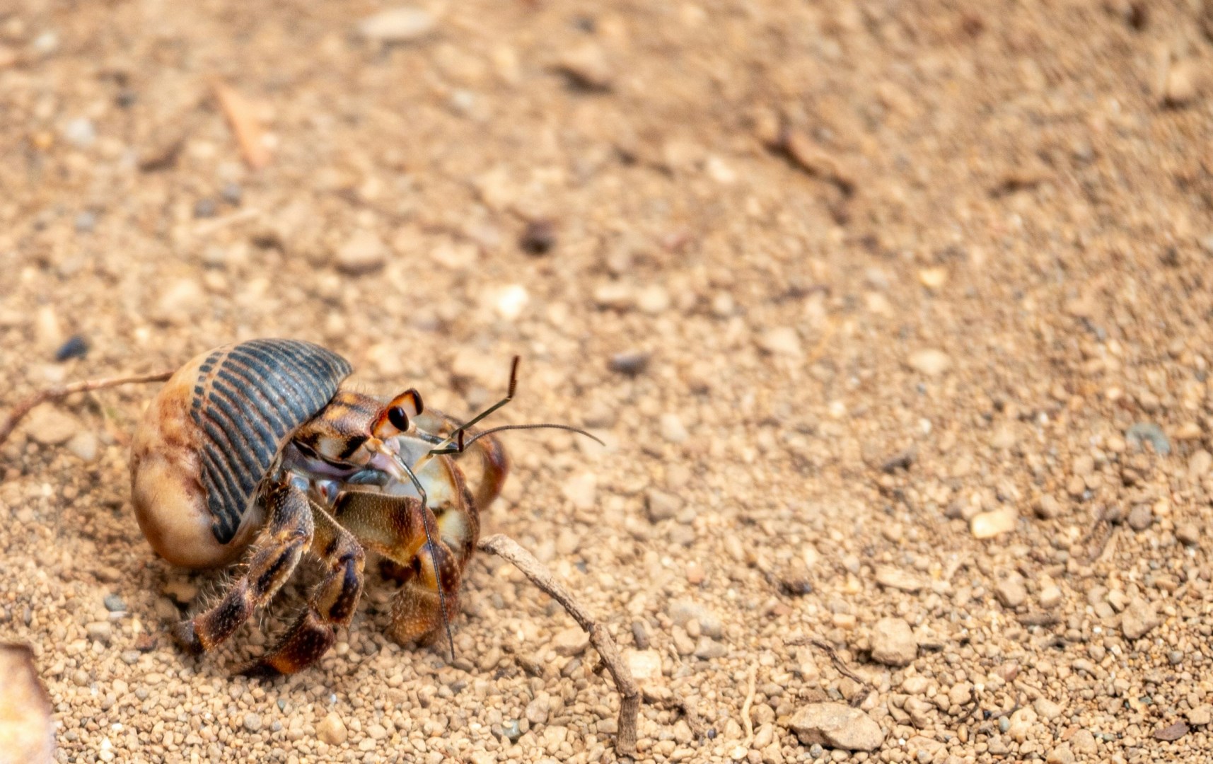 hermit crab - Photo Credit: Photo by Bernd 📷 Dittrich on Unsplash