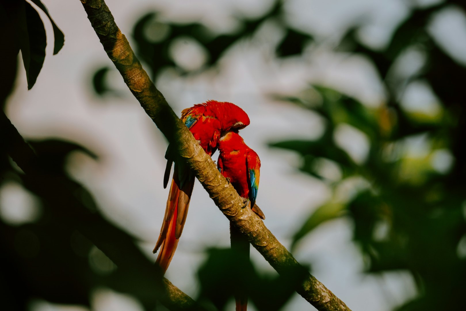 Scarlet Macaws - Photo Credit: Photo by Filiz Elaerts on Unsplash
