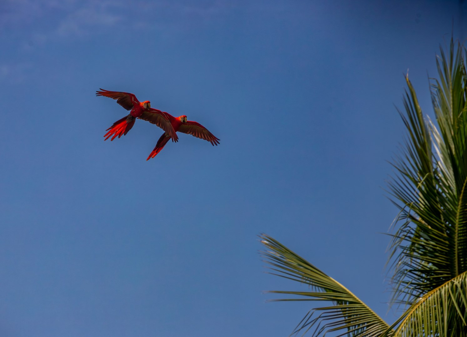 scarlet macaws - Photo Credit: Photo by Bernd 📷 Dittrich on Unsplash