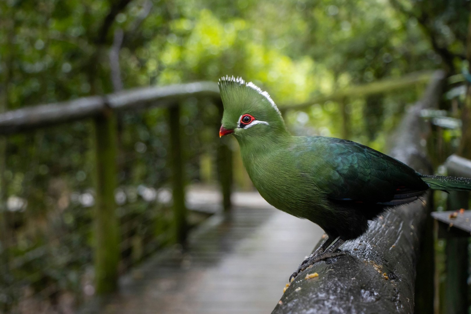 Birds of Eden - Photo Credit: Photo by Marlin Clark on Unsplash
