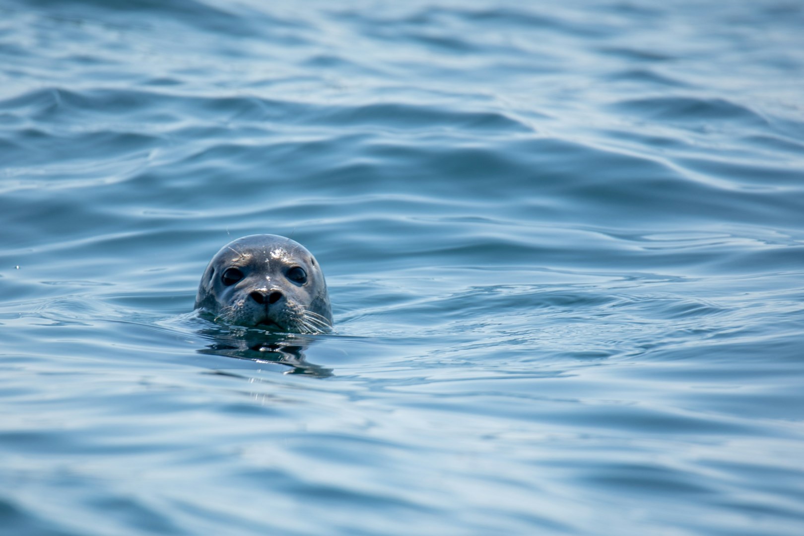 Harbor seal - Photo Credit: Photo by Keith Luke on Unsplash