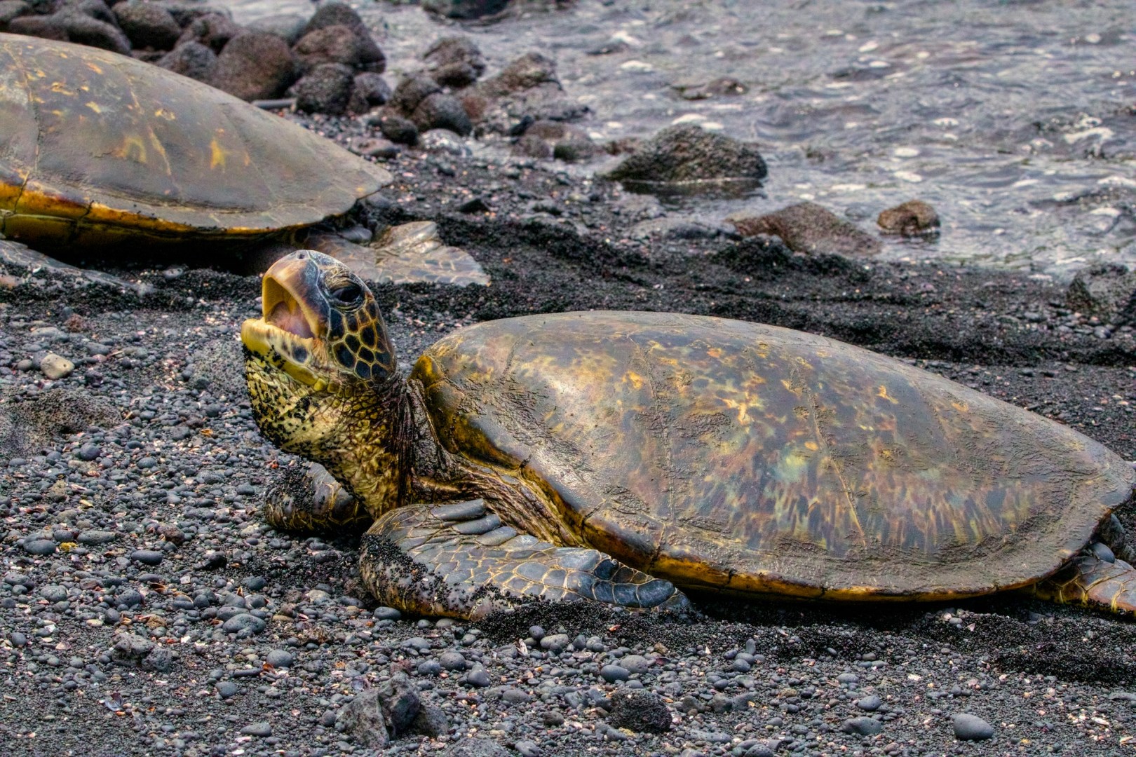 Punaluʻu Beach - Photo Credit: Photo by James Lee on Unsplash