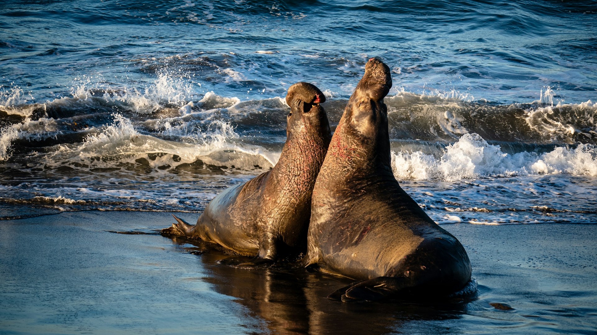 Elephant Seals - Photo Credit: Photo by Anchor Lee on Unsplash