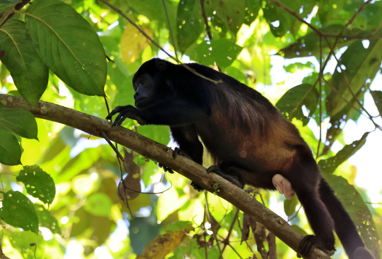 Mantled Howler Monkey - Photo Credit: Photo by Frank Eiffert on Unsplash