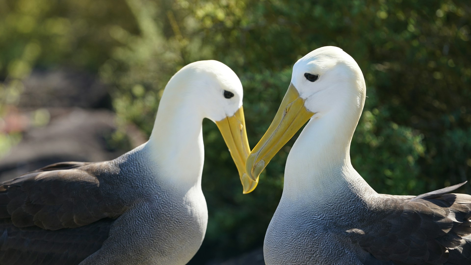 Waved Albatross - Photo Credit: Photo by Mac Gaither on Unsplash