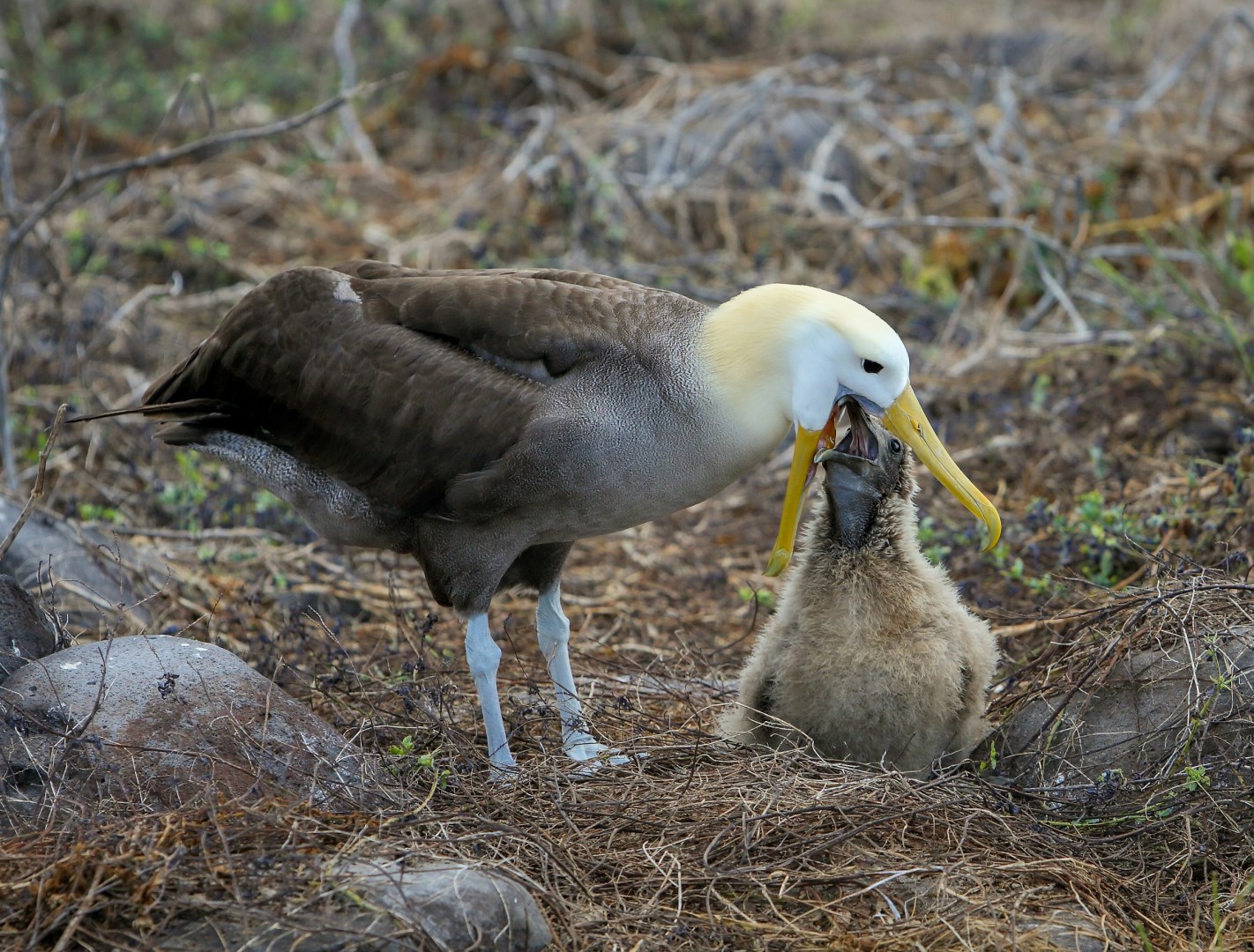 Waved Albatross - Photo Credit: Photo by AussieActive on Unsplash