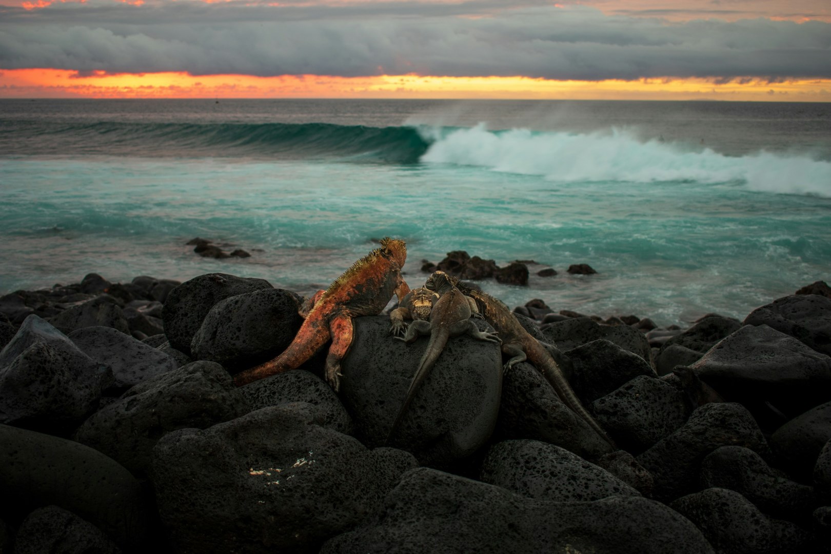 Iguanas - Photo Credit: Photo by James Gildart on Unsplash