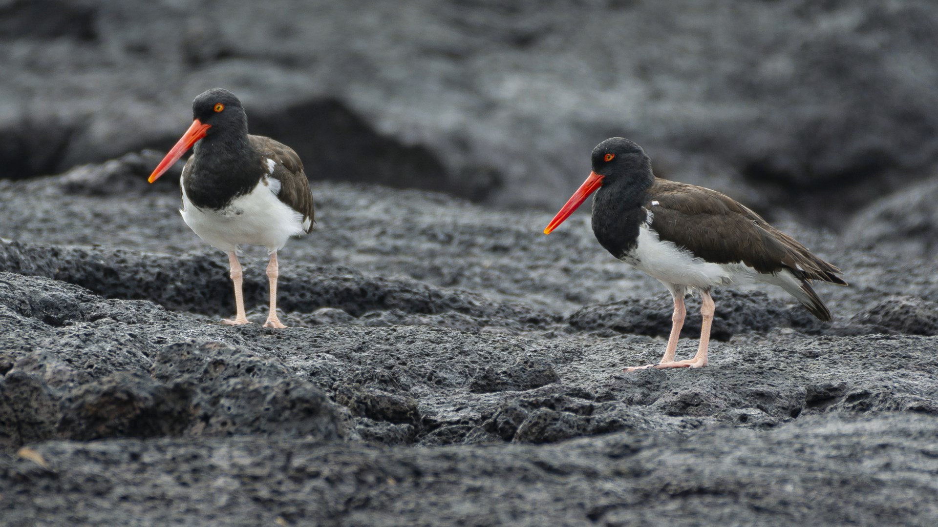 Galapagos Oystercatchers - Photo Credit: Photo by kuhnmi on Wikimedia