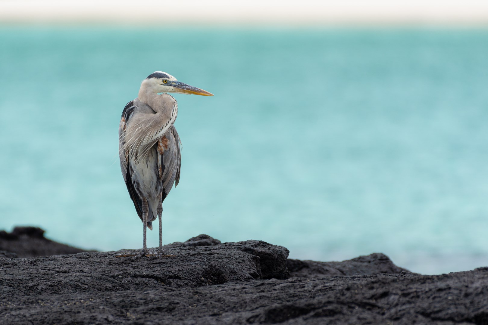 Great Blue Heron - Photo Credit: Photo by kuhnmi from Wikimedia