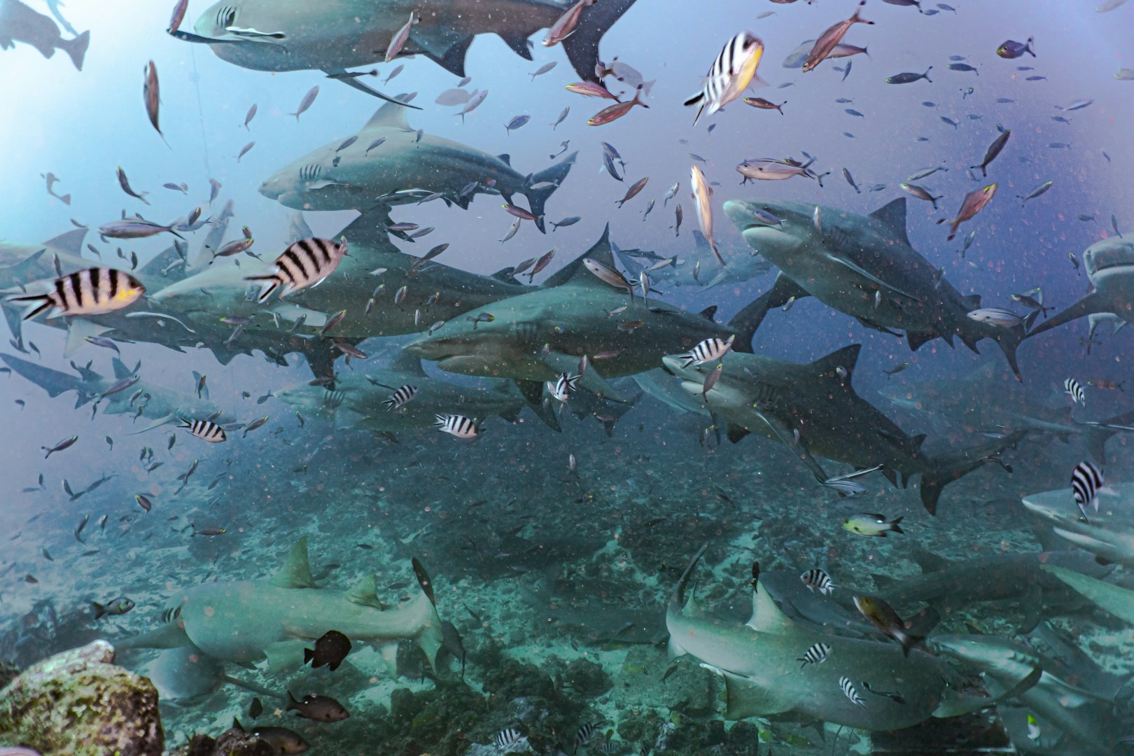 Beqa Island
