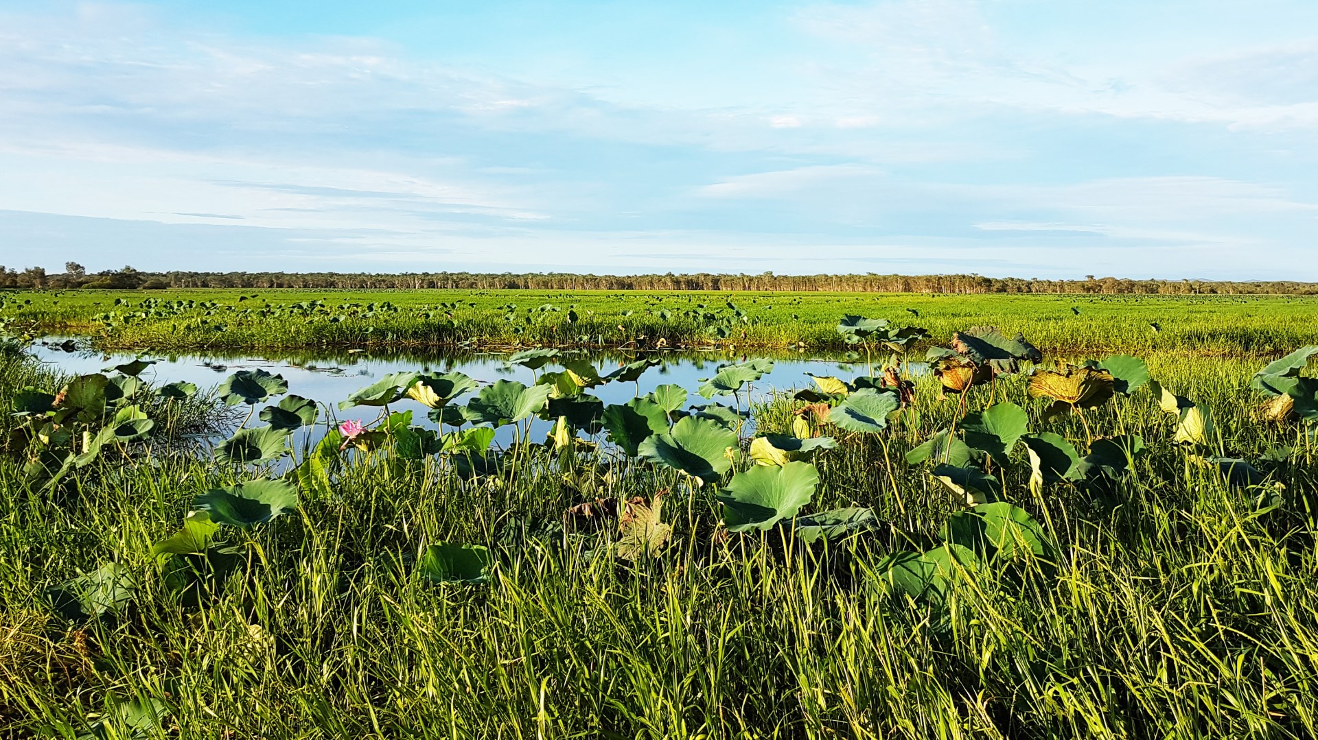 Lotus lilies and lush grasses cover the seasonal wetlands of Yellow Water Billabong. - Photo Credit: Bonez71