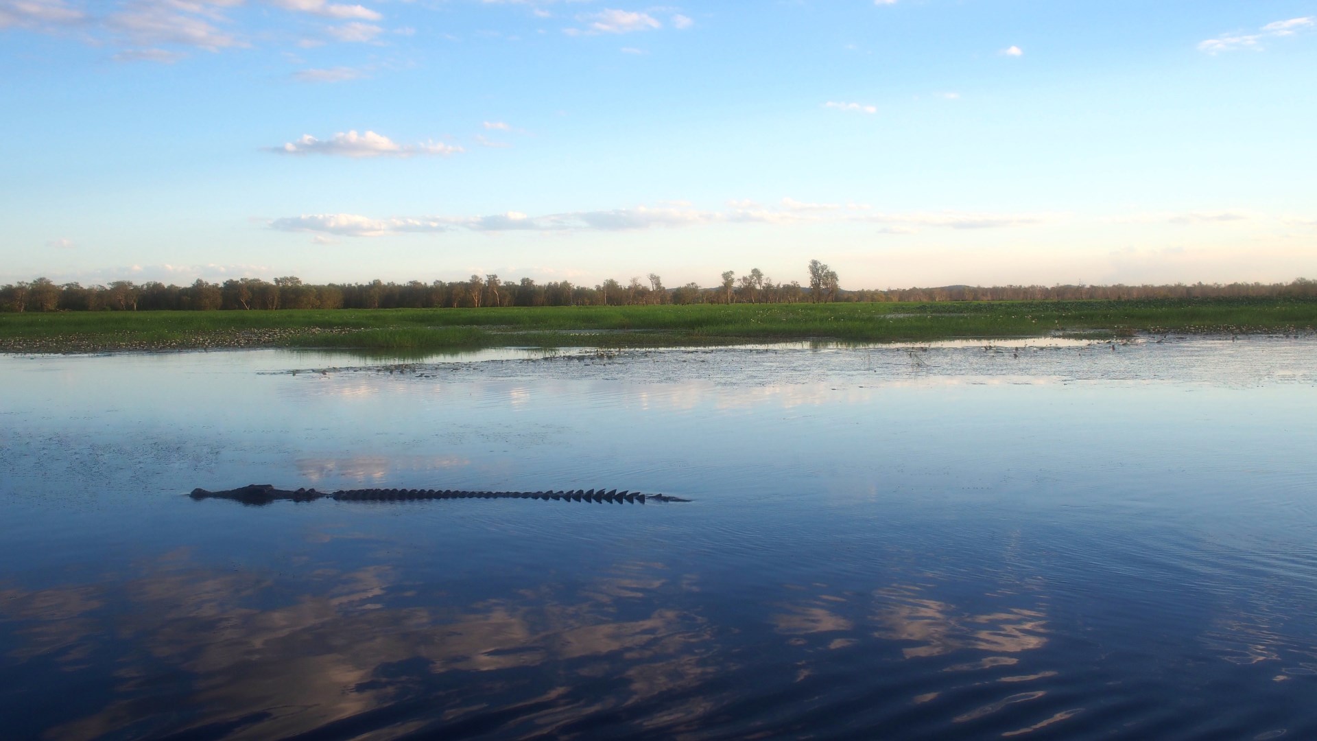 A crocodile moves quietly through the open waters of Yellow Water Billabong. - Photo Credit: Reesa sc