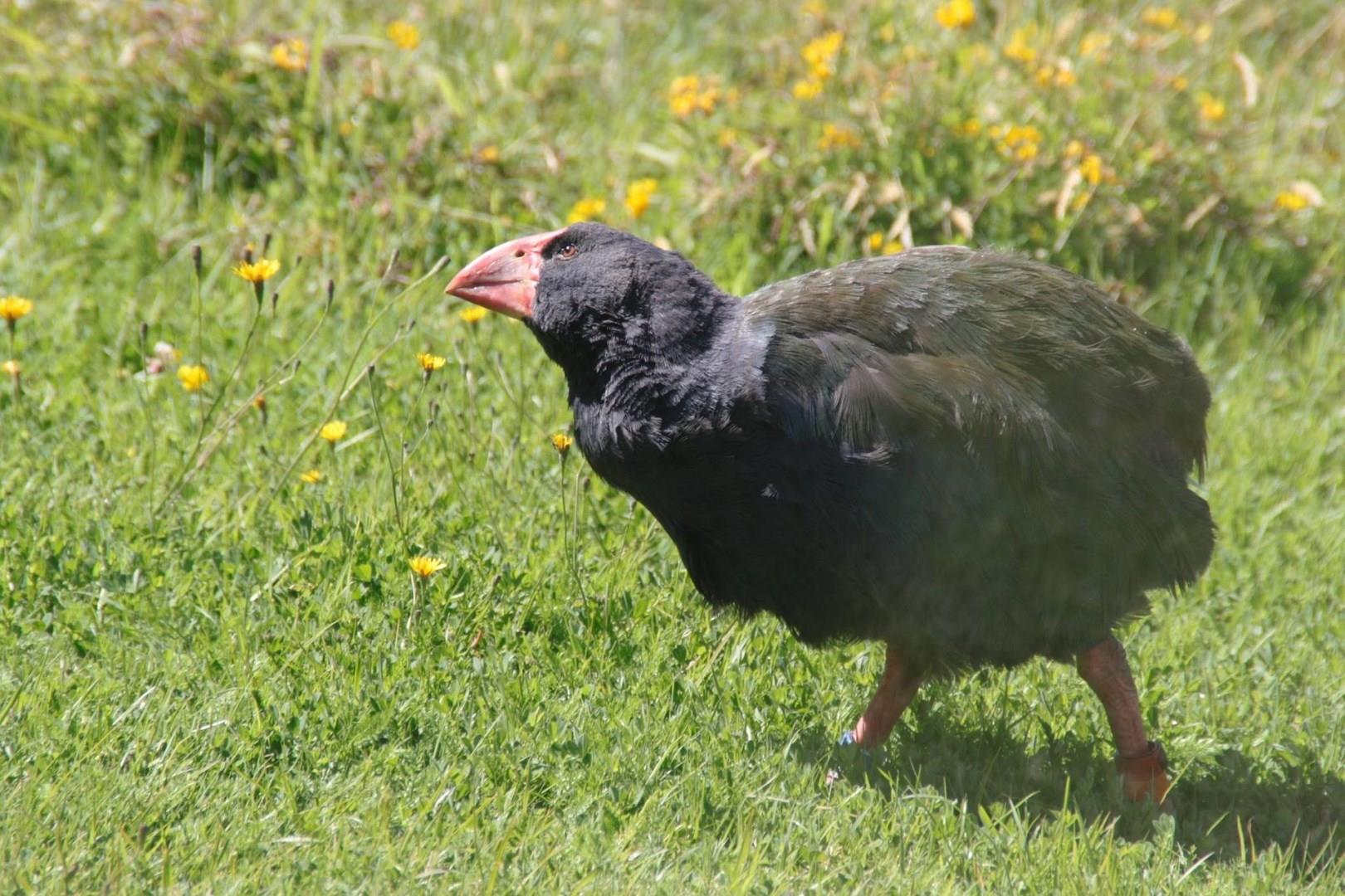 Takahe Takahe - Photo Credit: Violet_Kitty