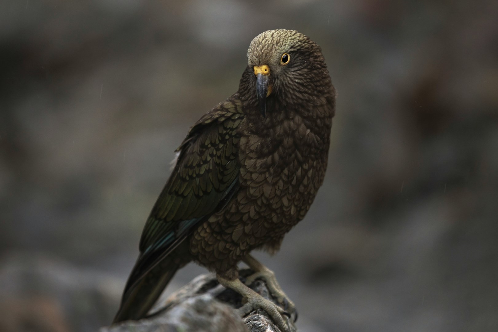 Kea - Photo Credit: Photo by Phil Botha on Unsplash