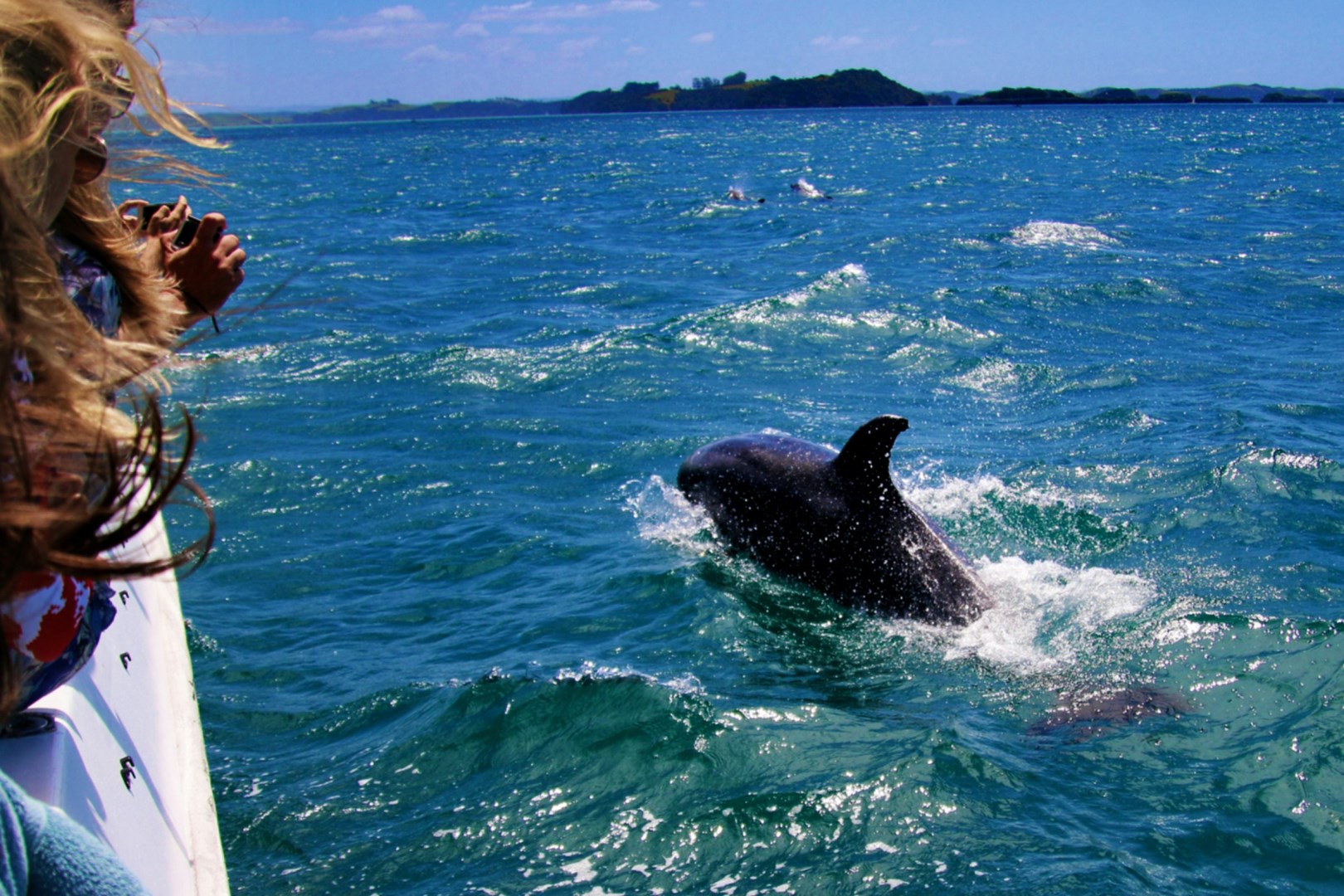 Dolphin - Photo Credit: Photo by Simon Infanger on Unsplash