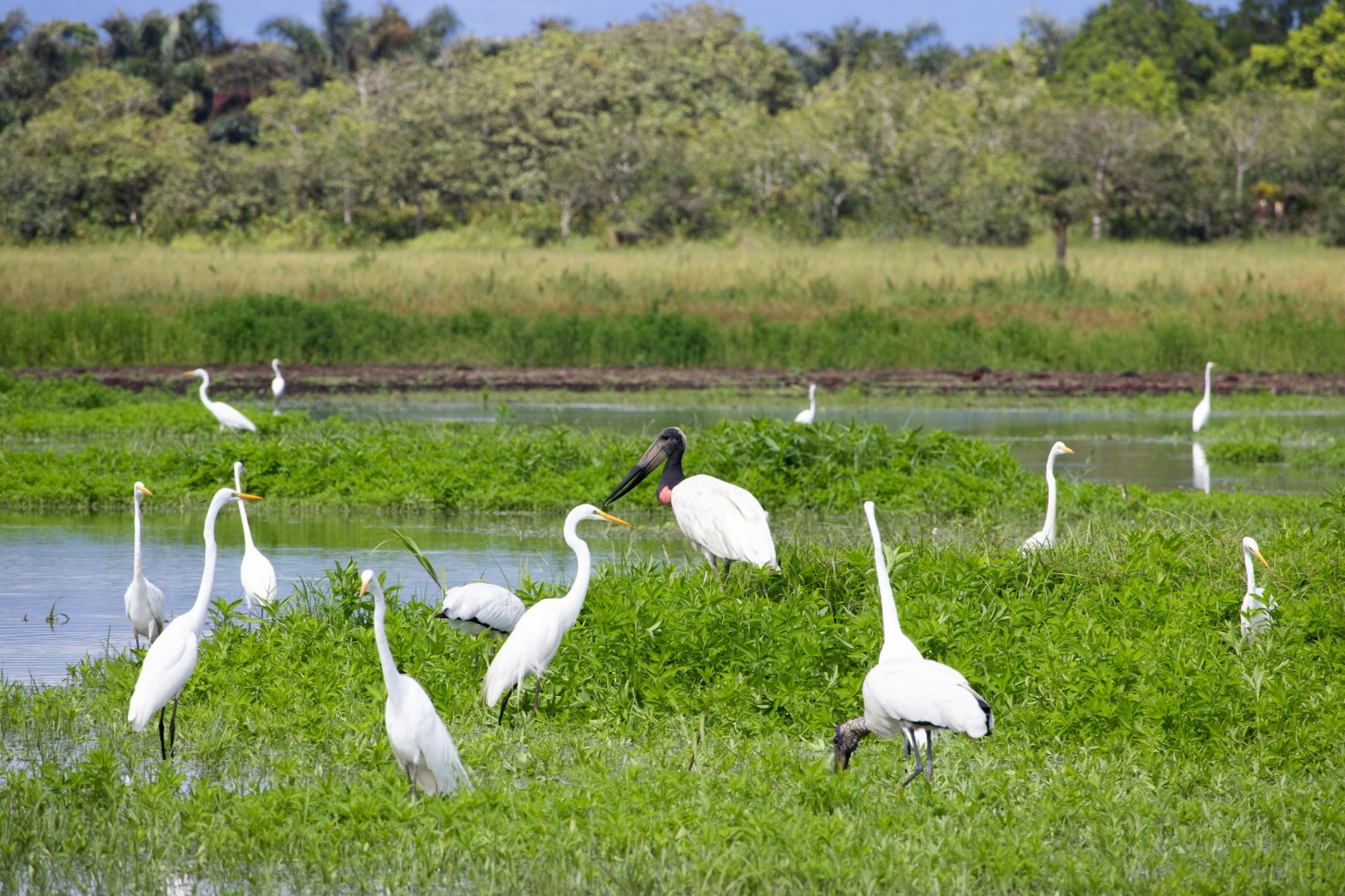 Caño Negro Wildlife Preserve