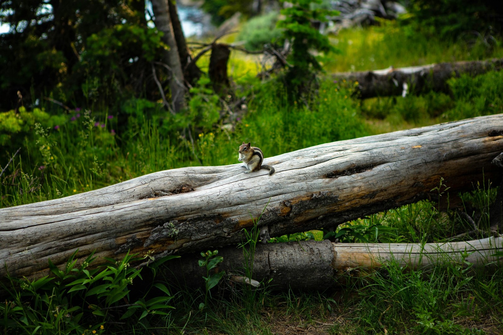  Photo Credit: Photo by Lauren Hammar on Unsplash