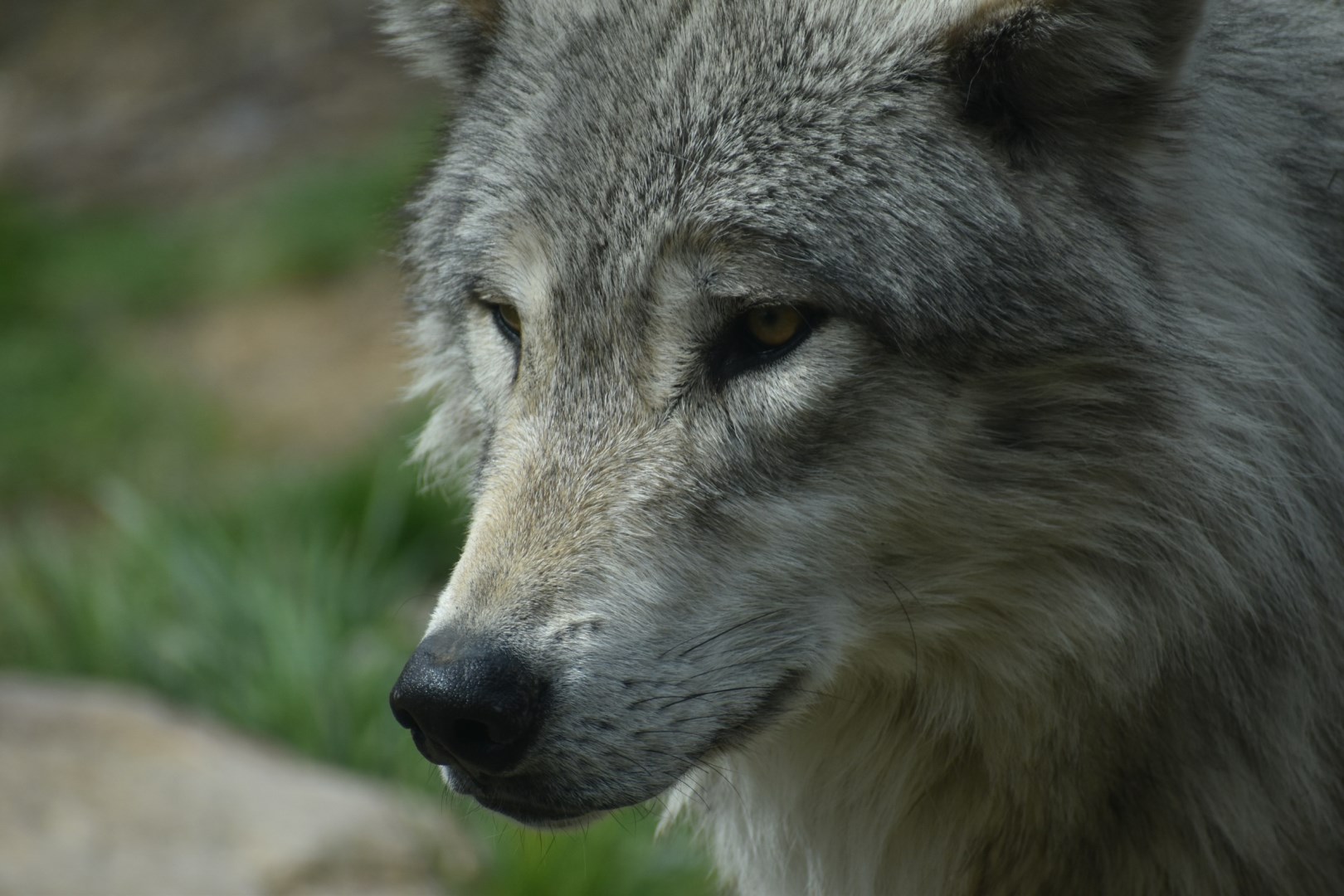Wolf - Photo Credit: Photo by Taylor Wright on Unsplash