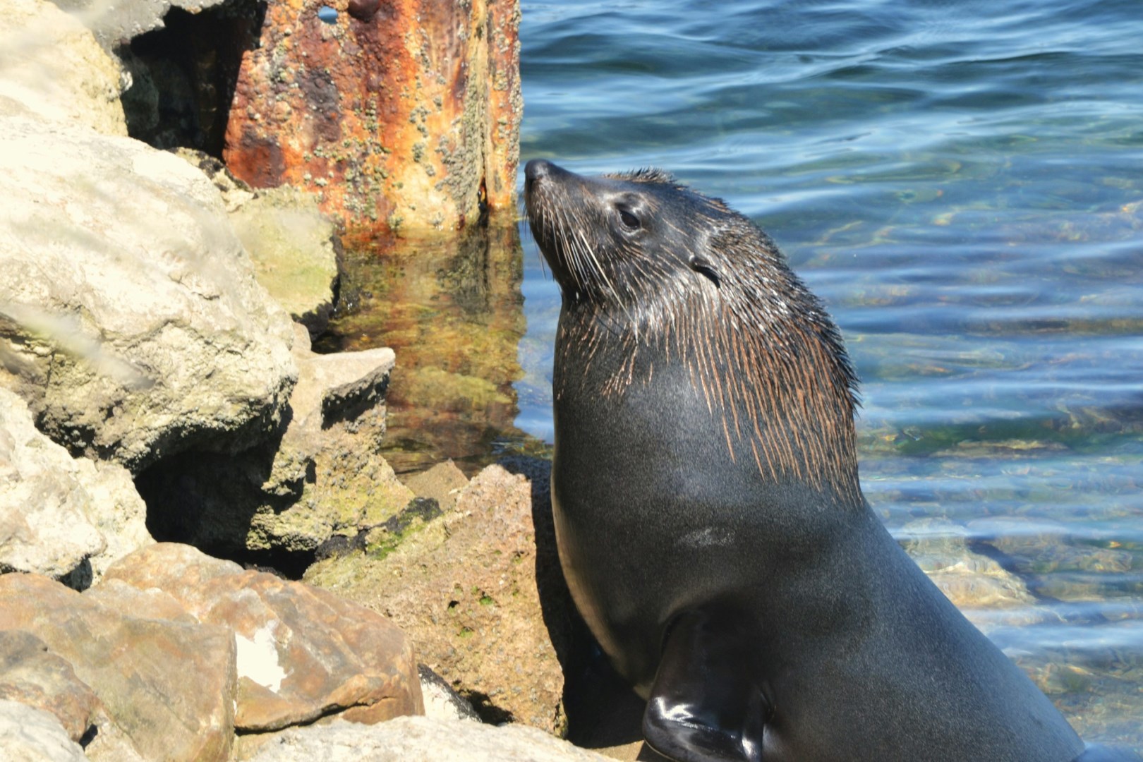 Seal - Photo Credit: Photo by Michael Obeysekera on Unsplash