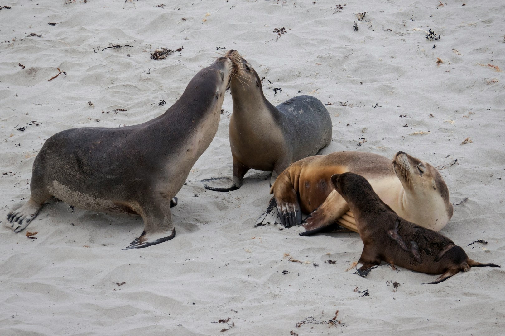 Seal Bay Conservation Park - Photo Credit: Photo by Wietse Jongsma on Unsplash