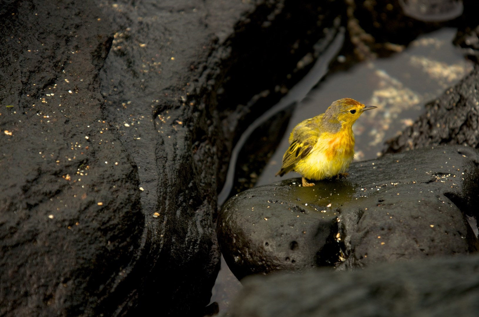 Yellow warbler - Photo Credit: Photo by Andrew Turner Wikimedia