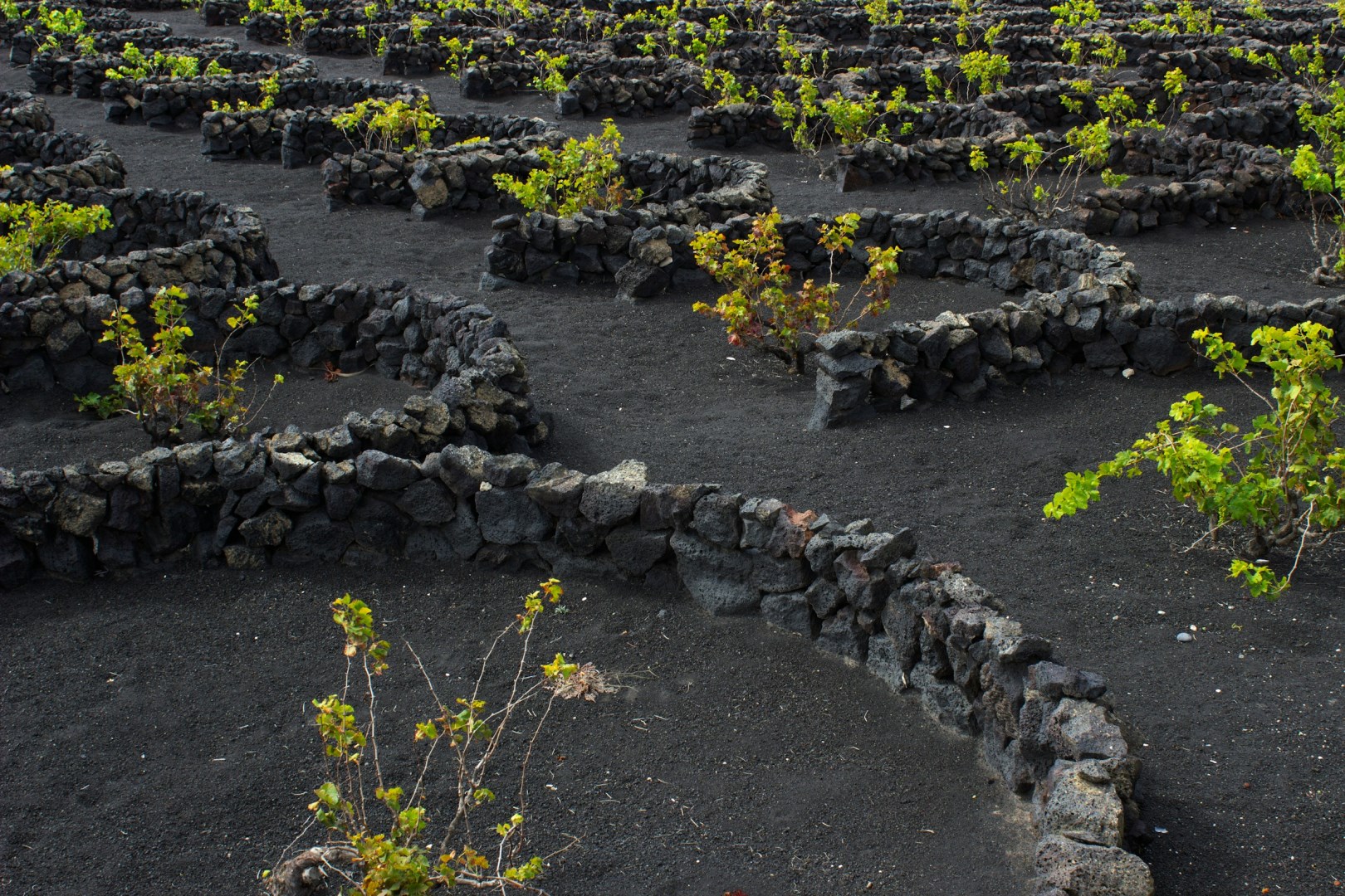 volcanic wine field in La Geria - Photo Credit: Photo by Marc Eggert on Unsplash