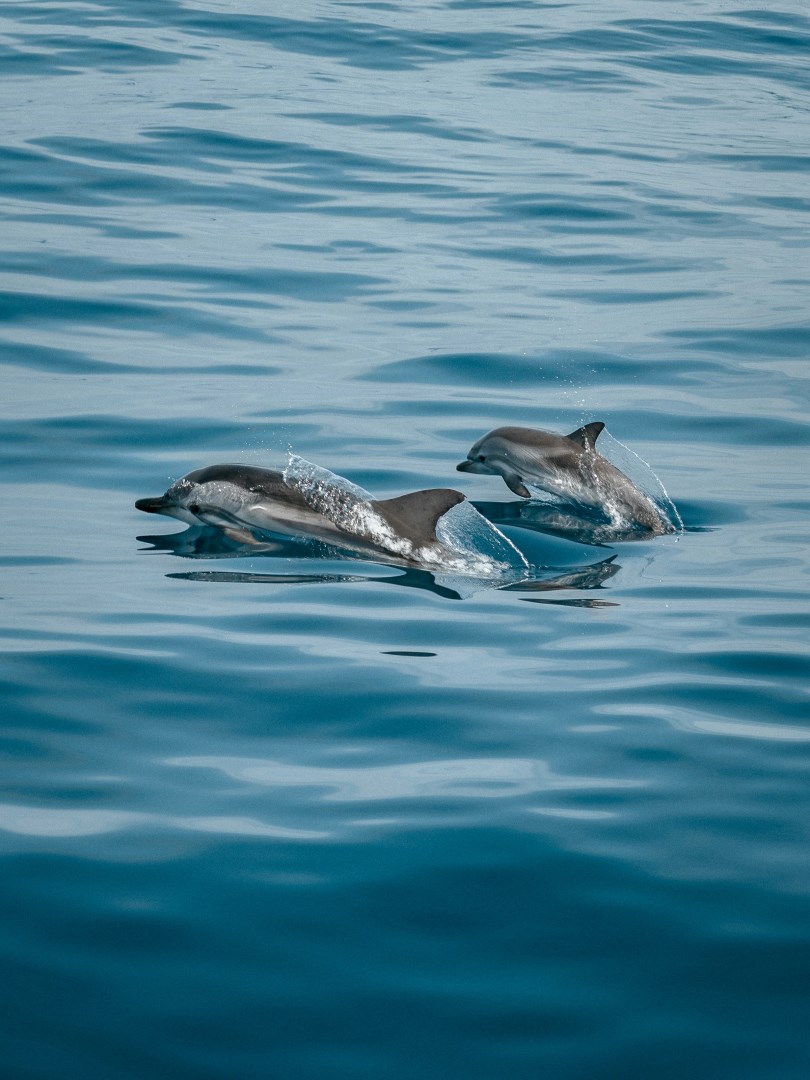 Dolphins - Photo Credit: Photo by Jonas Von Werne on Unsplash