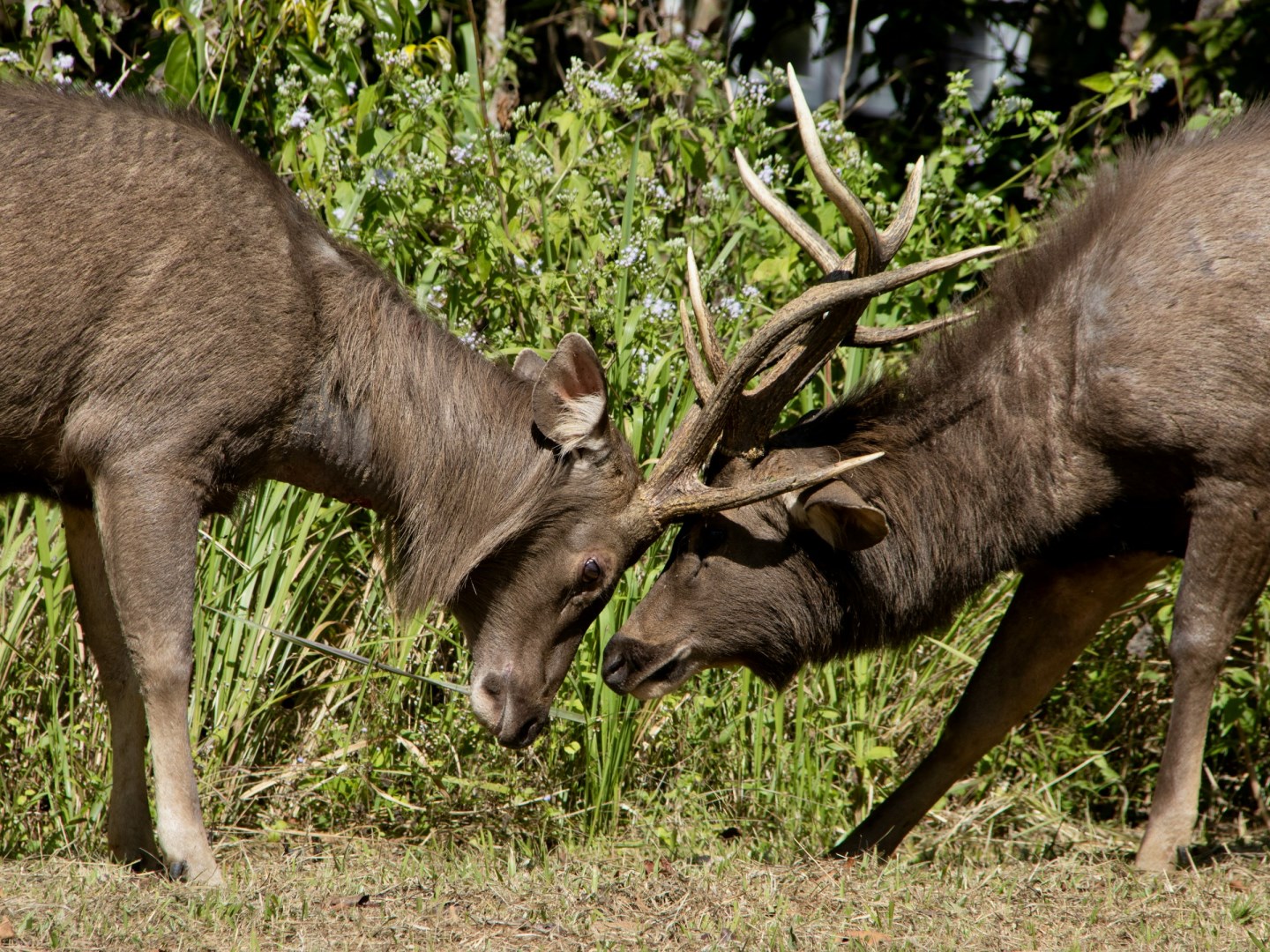 Sambar Deer - Photo Credit: Photo by Hongbin on Unsplash