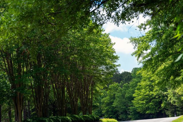 Alpharetta