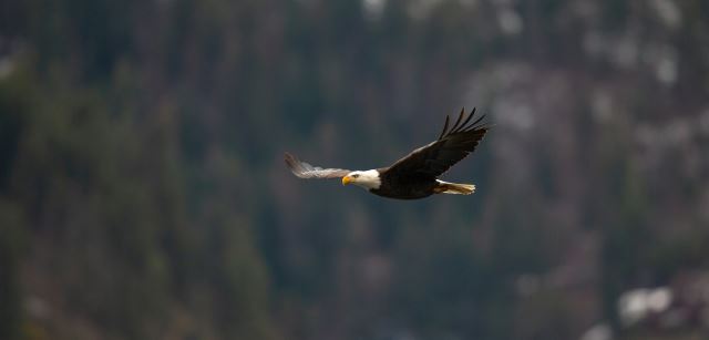 Coeur d'Alene