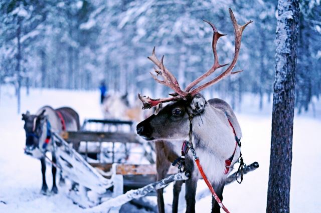 Ivalo