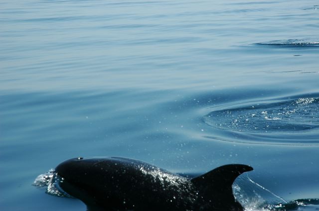 Gulf of California