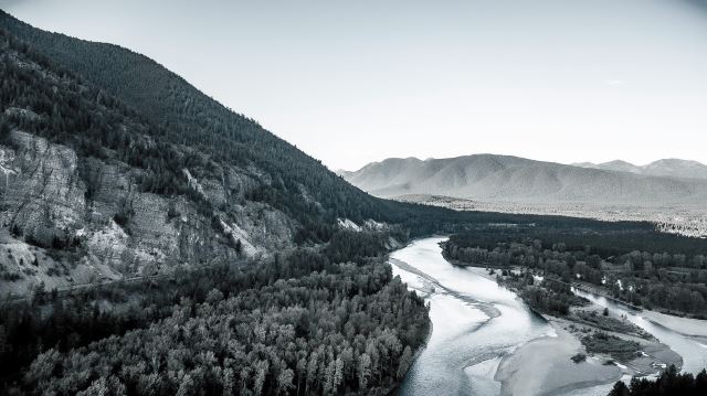 Whitefish