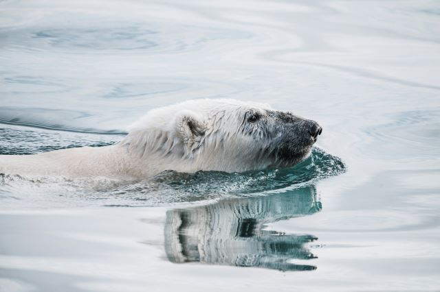 Scoresby Sund