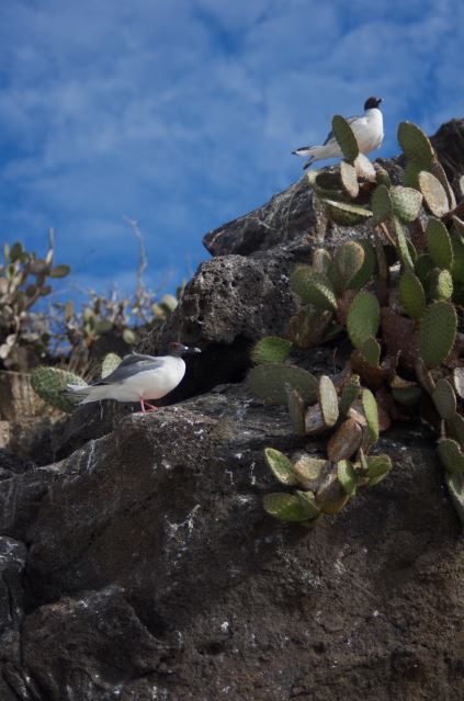 Genovesa Island