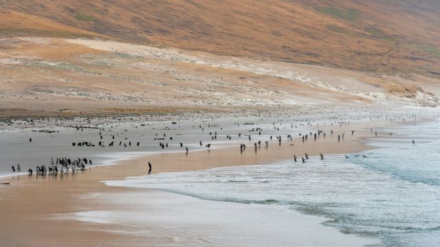 Saunders Island