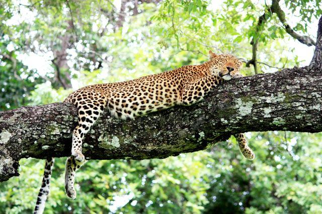 South Luangwa National Park