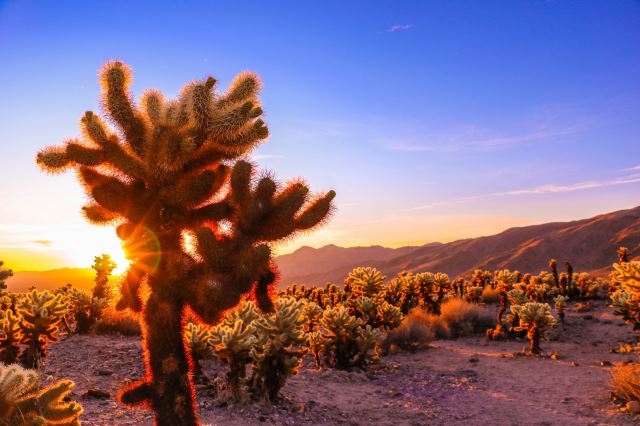 Joshua Tree National Park